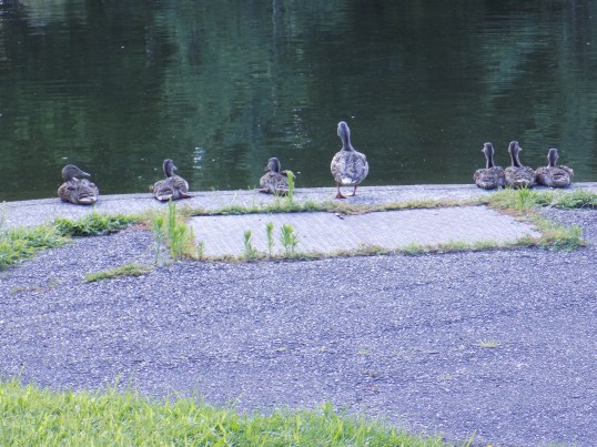 Lake_Ducks